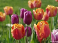 74081Re - Tulips at sundown   Each New Day A Miracle  [  Understanding the Bible   |   Poetry   |   Story  ]- by Pete Rhebergen